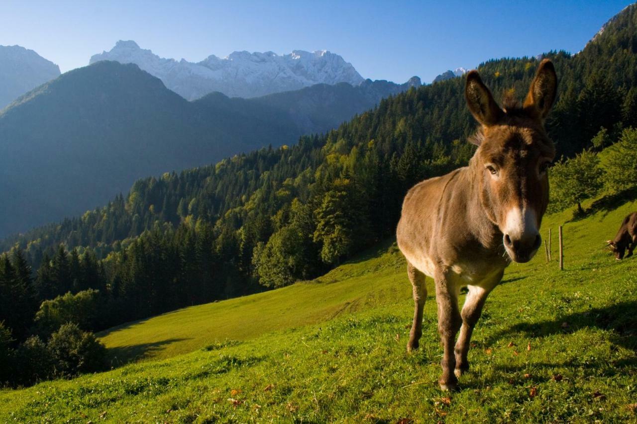 Вілла Turisticna Kmetija Perk Солчава Екстер'єр фото